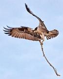 Osprey Nest Material_24924